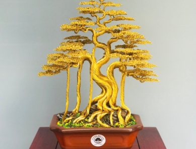 Bonsai dây đồng giá tốt nhất  